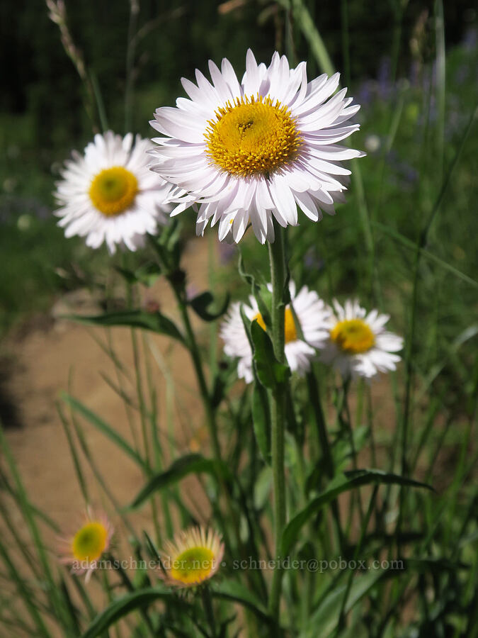 subalpine fleabane (Erigeron glacialis var. glacialis) [Berkeley Park, Mt. Rainier National Park, Pierce County, Washington]