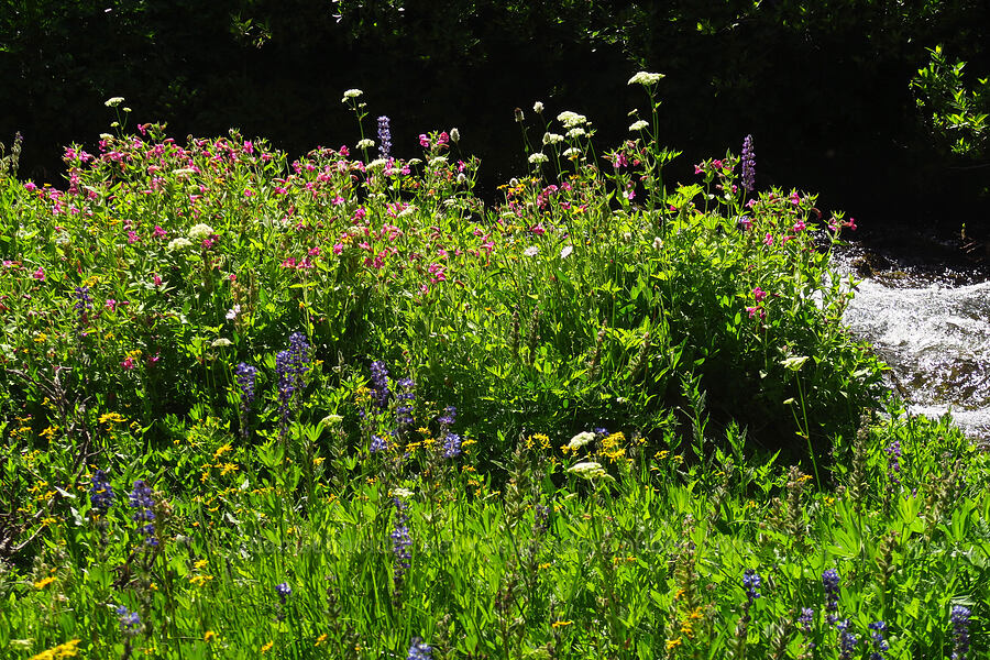 wildflowers & Lodi Creek [Berkeley Park, Mt. Rainier National Park, Pierce County, Washington]