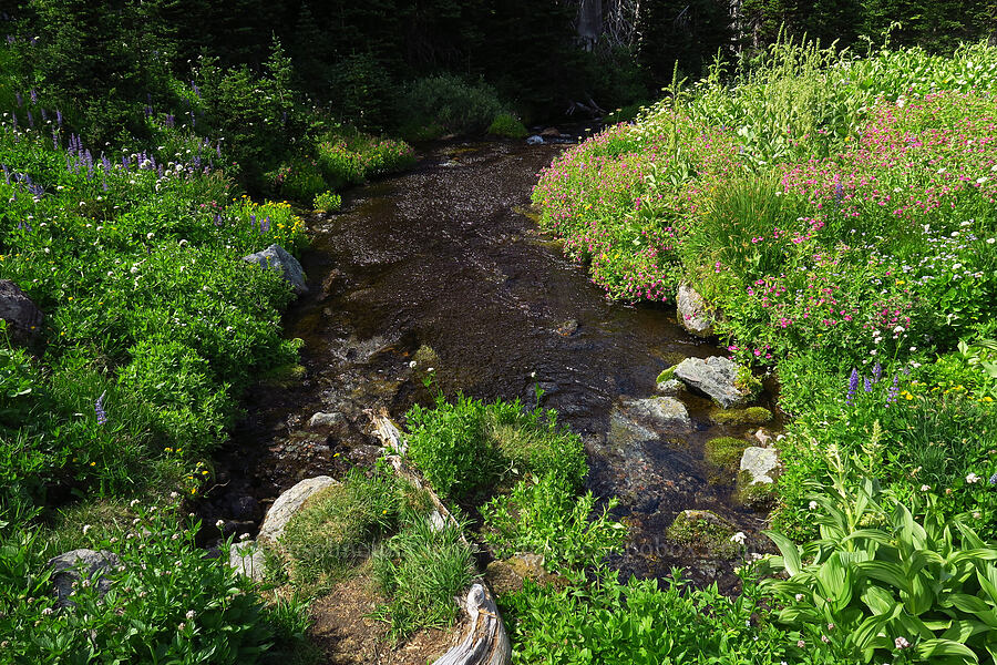 wildflowers & the head of Lodi Creek [Berkeley Park, Mt. Rainier National Park, Pierce County, Washington]