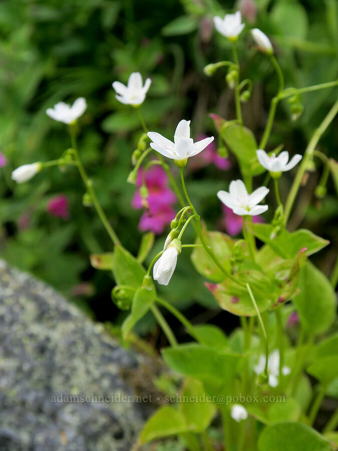 heart-leaf spring-beauty (Claytonia cordifolia (Montia cordifolia)) [Berkeley Park, Mt. Rainier National Park, Pierce County, Washington]