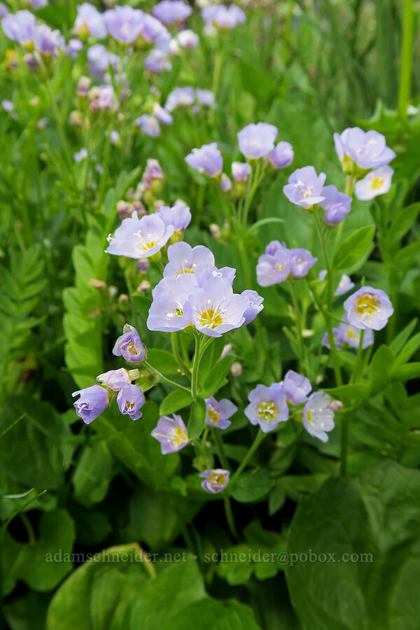 California Jacob's-ladder (Polemonium californicum) [Berkeley Park, Mt. Rainier National Park, Pierce County, Washington]