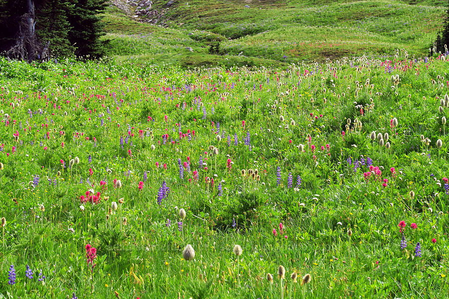 wildflowers [Berkeley Park, Mt. Rainier National Park, Pierce County, Washington]