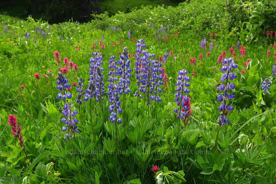 lupine & magenta paintbrush (Lupinus latifolius, Castilleja parviflora var. oreopola) [Berkeley Park, Mt. Rainier National Park, Pierce County, Washington]