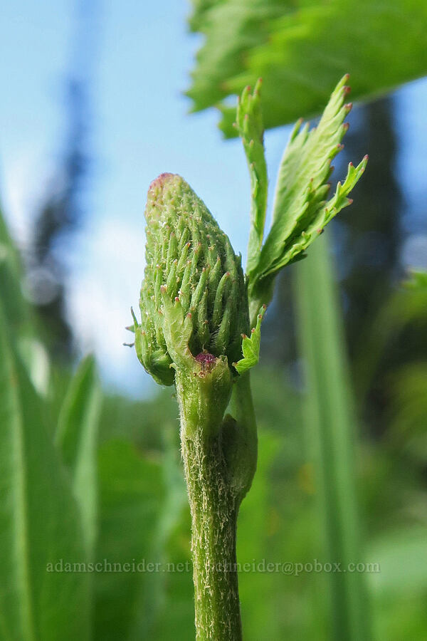 Sitka burnet, budding (Sanguisorba stipulata (Sanguisorba sitchensis)) [Berkeley Park, Mt. Rainier National Park, Pierce County, Washington]