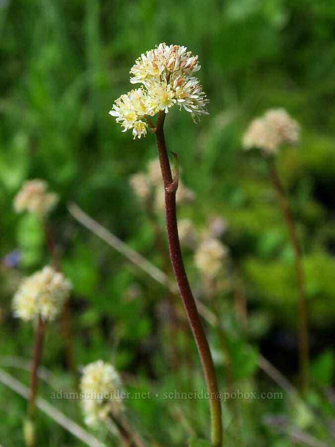 leather-leaf saxifrage flowers (Leptarrhena pyrolifolia (Saxifraga pyrolifolia)) [Berkeley Park, Mt. Rainier National Park, Pierce County, Washington]