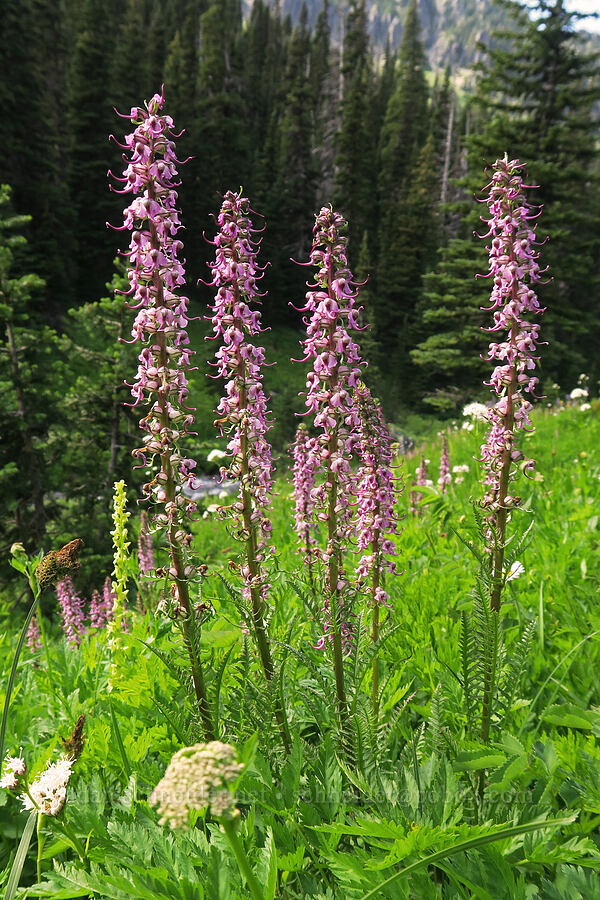 elephant's-head lousewort (Pedicularis groenlandica) [Berkeley Park, Mt. Rainier National Park, Pierce County, Washington]