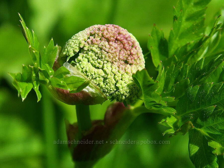 Gray's lovage, budding (Ligusticum grayi) [Berkeley Park, Mt. Rainier National Park, Pierce County, Washington]