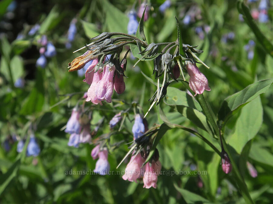 pink bluebells (Mertensia paniculata) [Berkeley Park, Mt. Rainier National Park, Pierce County, Washington]