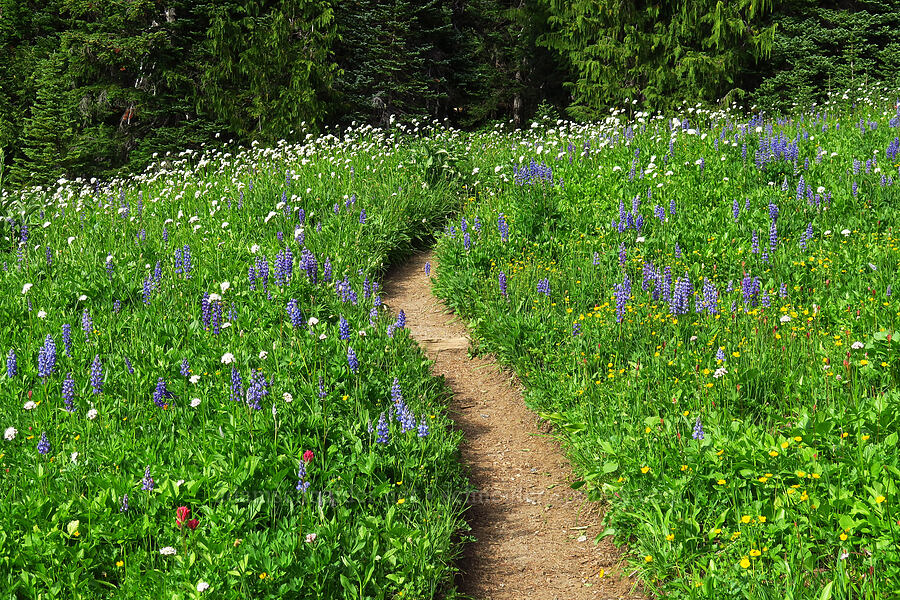 wildflowers [Berkeley Park, Mt. Rainier National Park, Pierce County, Washington]
