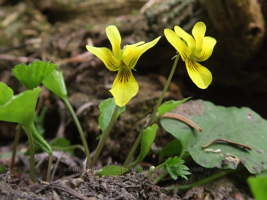 evergreen violet (Viola sempervirens) [Northern Loop Trail, Mt. Rainier National Park, Pierce County, Washington]
