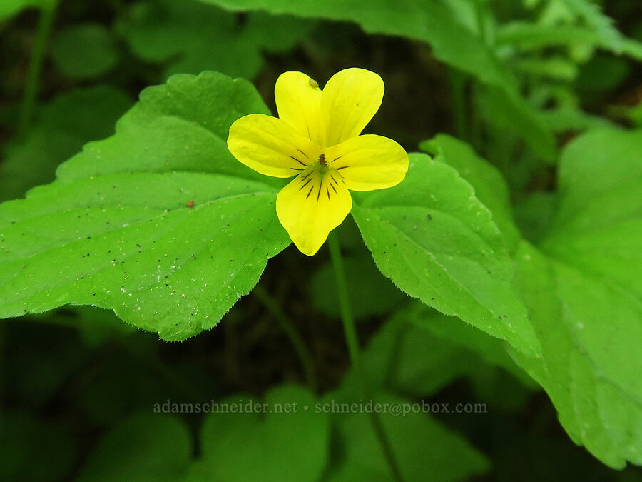 pioneer violet (Viola glabella) [Northern Loop Trail, Mt. Rainier National Park, Pierce County, Washington]