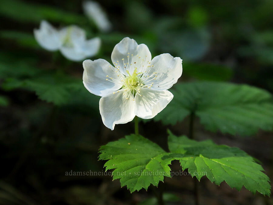 dwarf bramble (Rubus lasiococcus) [Northern Loop Trail, Mt. Rainier National Park, Pierce County, Washington]