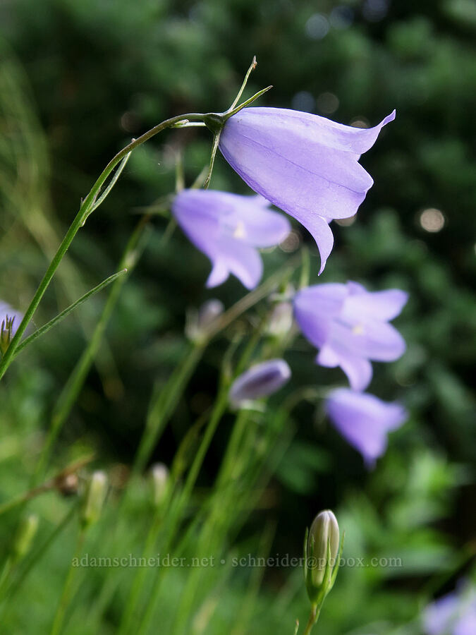harebells (Campanula petiolata (Campanula rotundifolia)) [Northern Loop Trail, Mt. Rainier National Park, Pierce County, Washington]