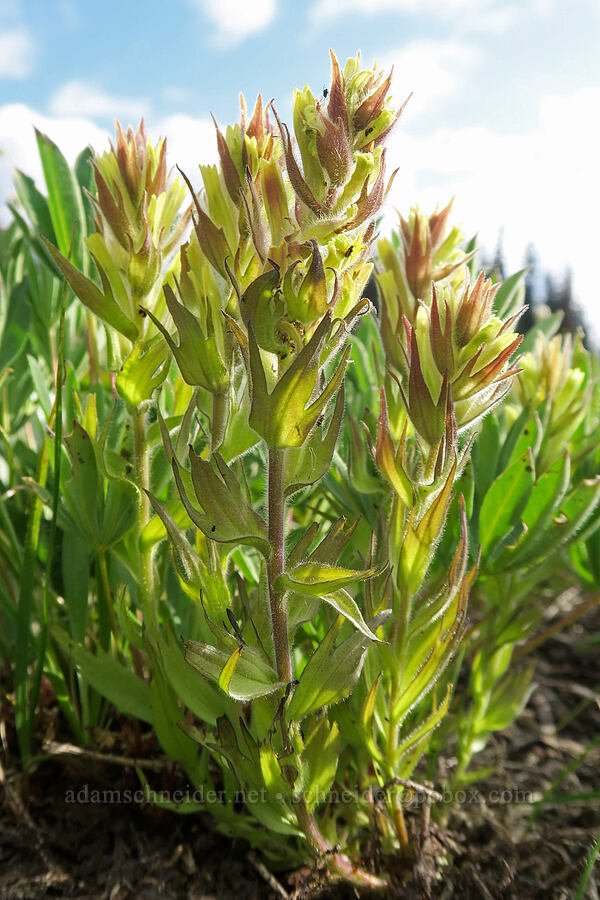 obscure paintbrush (Castilleja cryptantha) [Grand Park, Mt. Rainier National Park, Pierce County, Washington]
