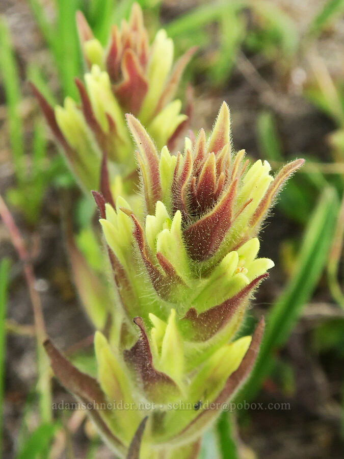 obscure paintbrush (Castilleja cryptantha) [Grand Park, Mt. Rainier National Park, Pierce County, Washington]