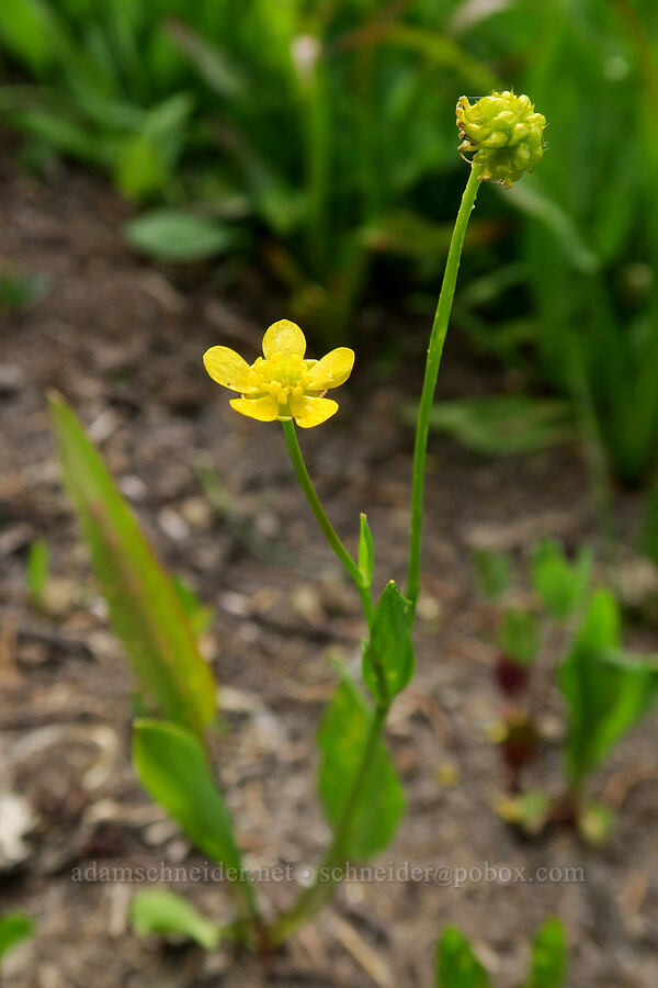 plantain-leaf buttercup (Ranunculus alismifolius) [Grand Park, Mt. Rainier National Park, Pierce County, Washington]