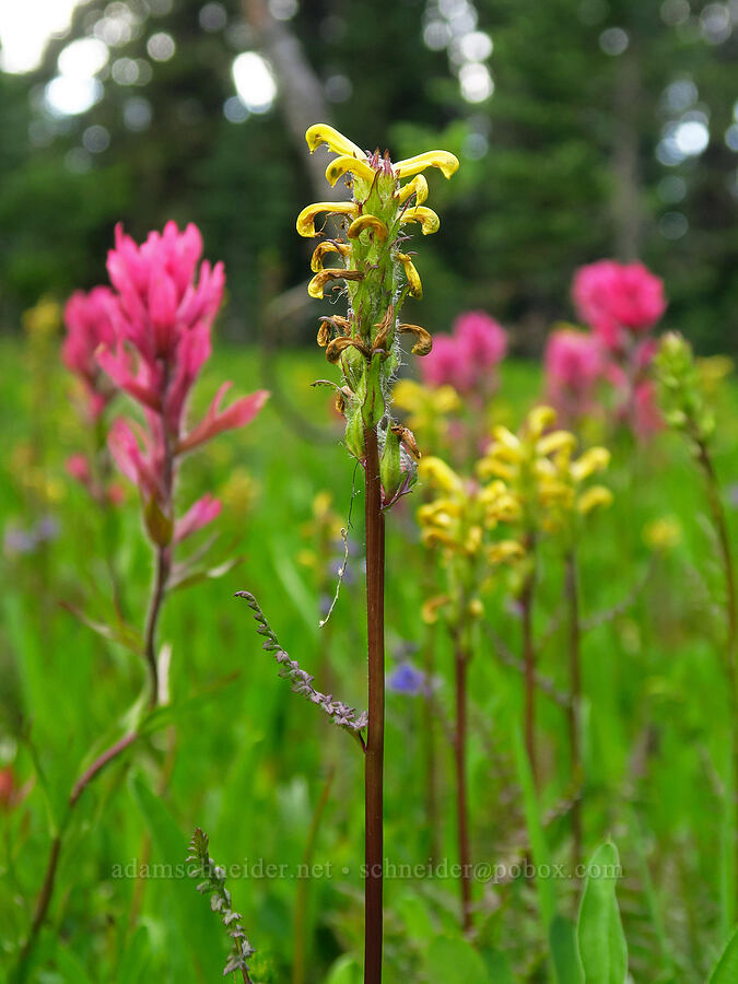 Mount Rainier lousewort & magenta paintbrush (Pedicularis rainierensis, Castilleja parviflora var. oreopola) [Grand Park, Mt. Rainier National Park, Pierce County, Washington]
