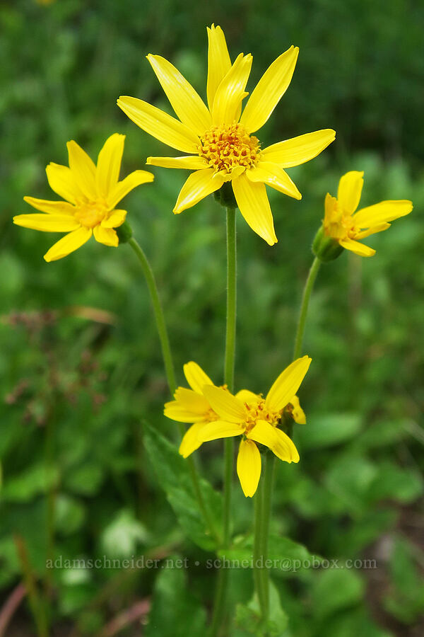 mountain arnica (Arnica latifolia) [Grand Park, Mt. Rainier National Park, Pierce County, Washington]