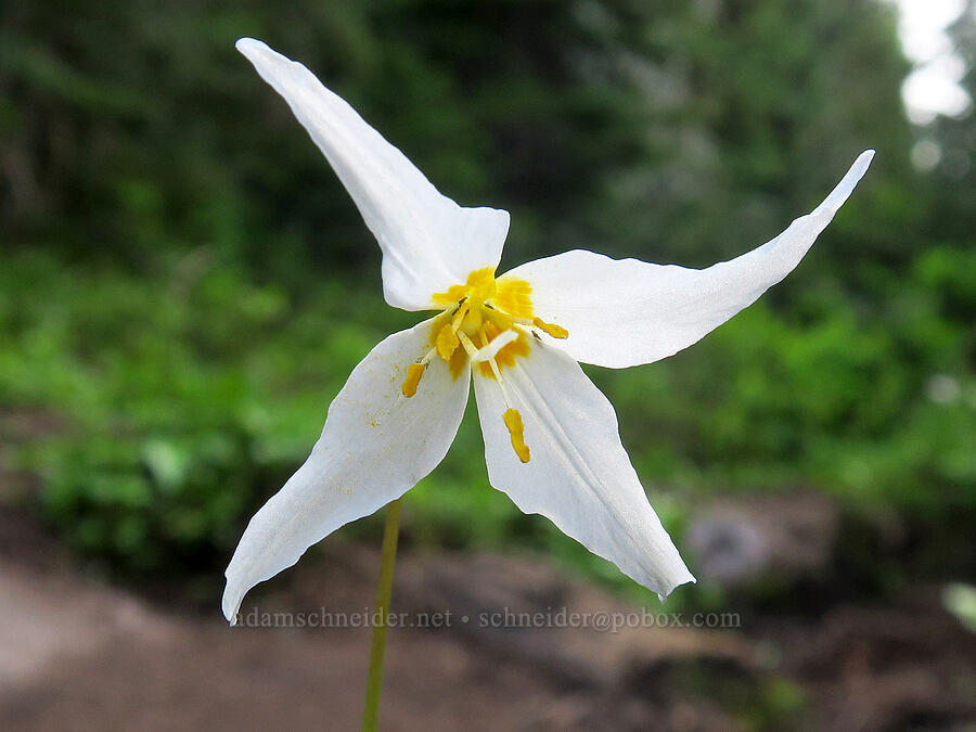avalanche lily with 4 petals (Erythronium montanum) [Lake Eleanor Trail, Mt. Rainier National Park, Pierce County, Washington]