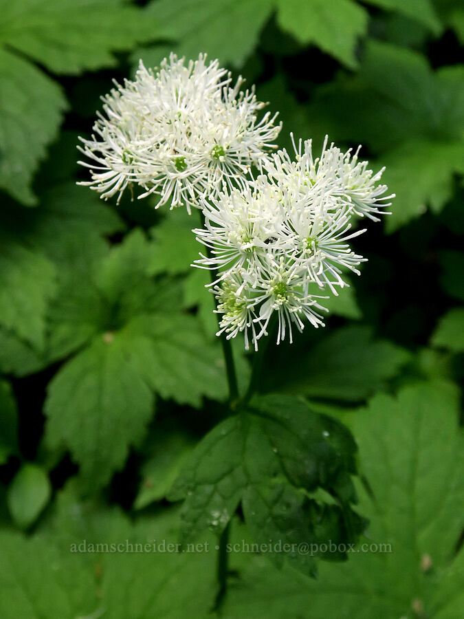 false bugbane (Trautvetteria caroliniensis) [Lake Eleanor Trail, Mt. Rainier National Park, Pierce County, Washington]