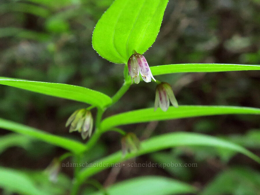 rosy twisted-stalk (Streptopus lanceolatus (Streptopus roseus)) [Lake Eleanor Trail, Mt. Rainier National Park, Pierce County, Washington]
