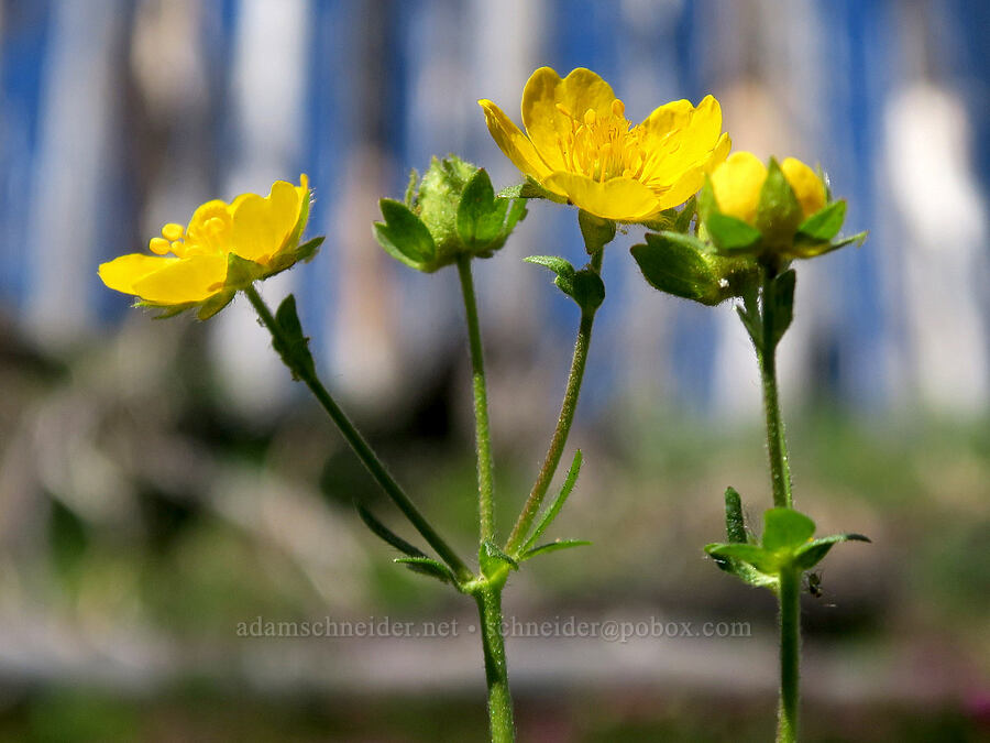 fan-leaf cinquefoil (Potentilla flabellifolia) [Vista Ridge Trail, Mt. Hood Wilderness, Hood River County, Oregon]