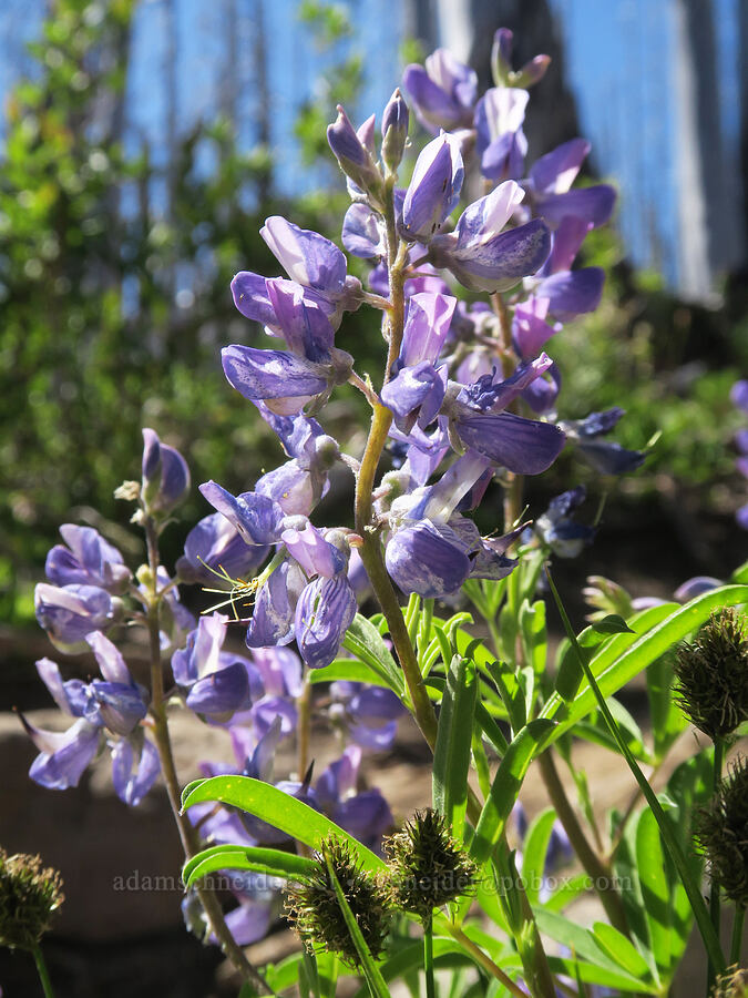 lupines (Lupinus latifolius) [Vista Ridge Trail, Mt. Hood Wilderness, Hood River County, Oregon]