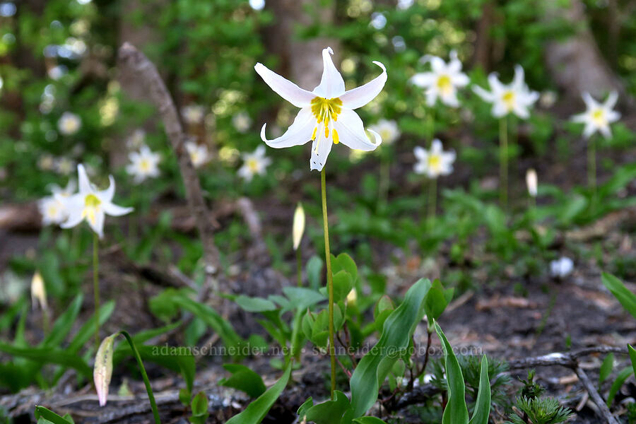 avalanche lilies (Erythronium montanum) [Vista Ridge Trail, Mt. Hood Wilderness, Hood River County, Oregon]