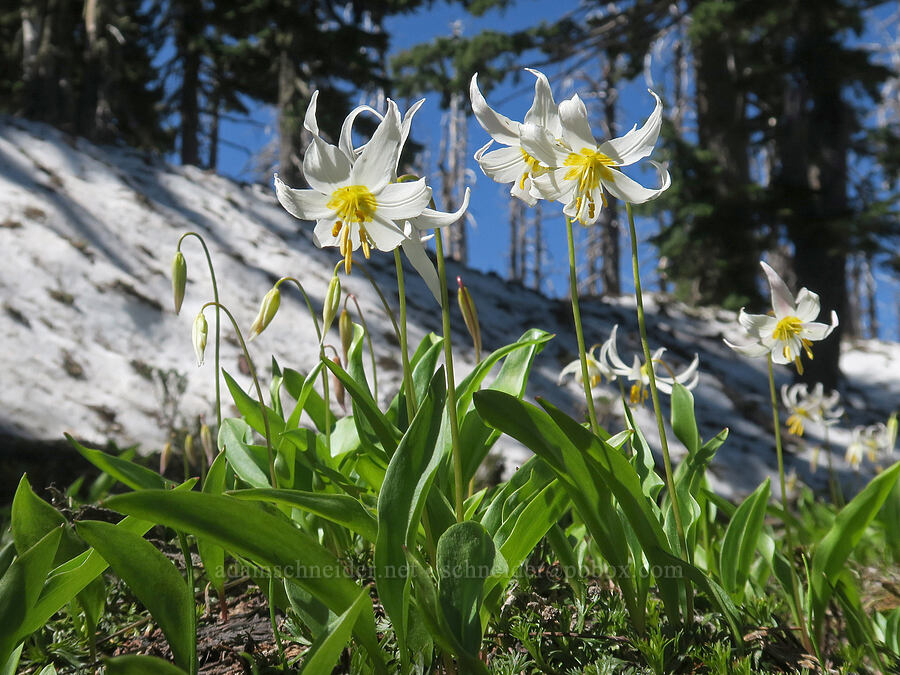 avalanche lilies (Erythronium montanum) [Vista Ridge Trail, Mt. Hood Wilderness, Hood River County, Oregon]