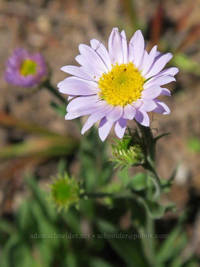 subalpine fleabane (Erigeron glacialis var. glacialis) [Vista Ridge Trail, Mt. Hood Wilderness, Hood River County, Oregon]