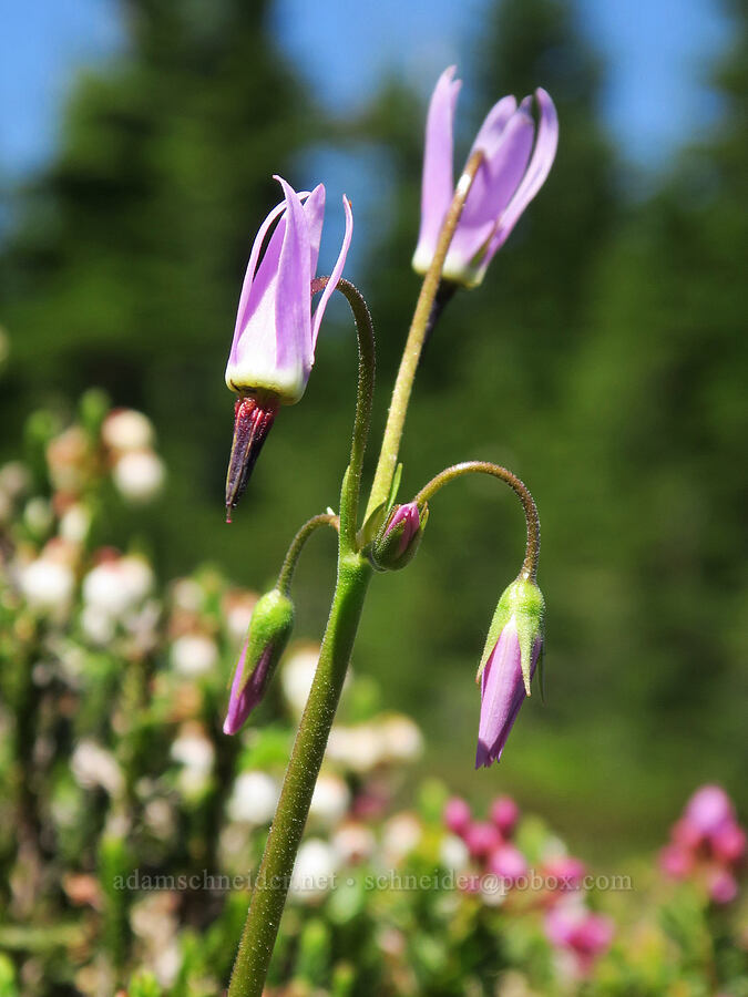 tall mountain shooting stars (Dodecatheon jeffreyi (Primula jeffreyi)) [Wy'east Basin, Mt. Hood Wilderness, Hood River County, Oregon]