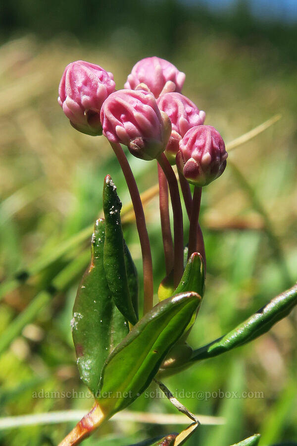 western bog laurel, budding (Kalmia microphylla (Kalmia polifolia ssp. microphylla)) [Wy'east Basin, Mt. Hood Wilderness, Hood River County, Oregon]