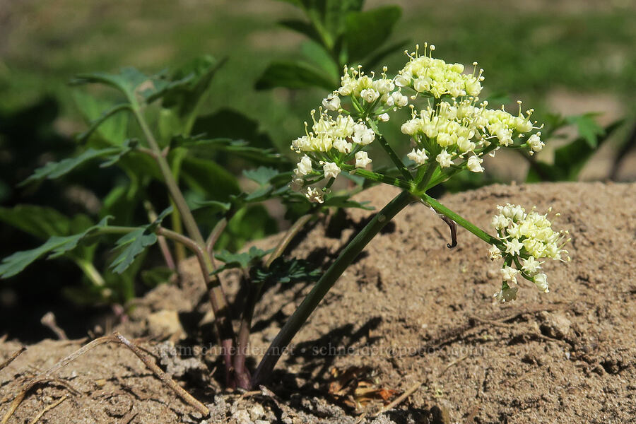 Cascade desert parsley, with white flowers (Lomatium martindalei) [above Wy'East Basin, Mt. Hood Wilderness, Hood River County, Oregon]
