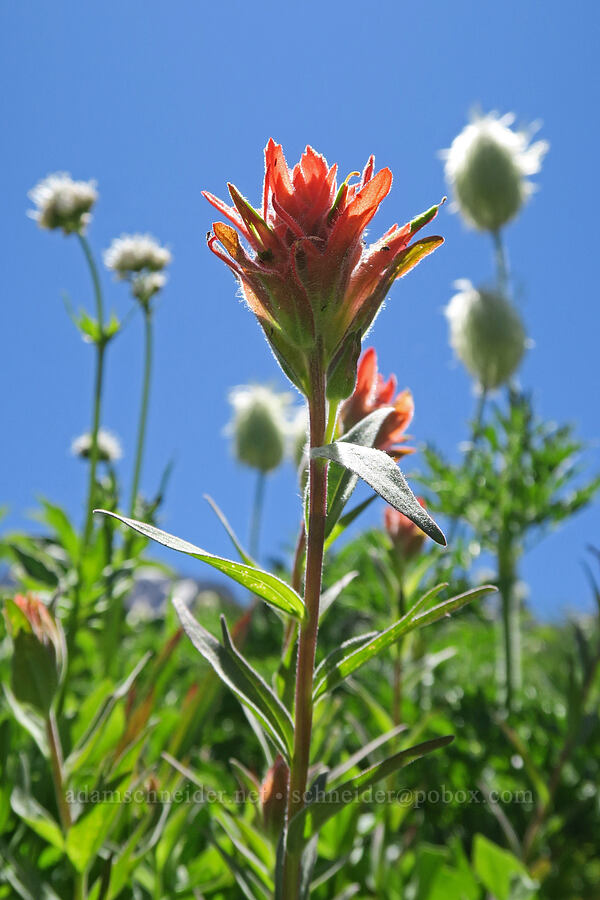 paintbrush, valerian, & pasqueflower (Castilleja miniata, Valeriana sitchensis, Anemone occidentalis (Pulsatilla occidentalis)) [above Wy'East Basin, Mt. Hood Wilderness, Hood River County, Oregon]