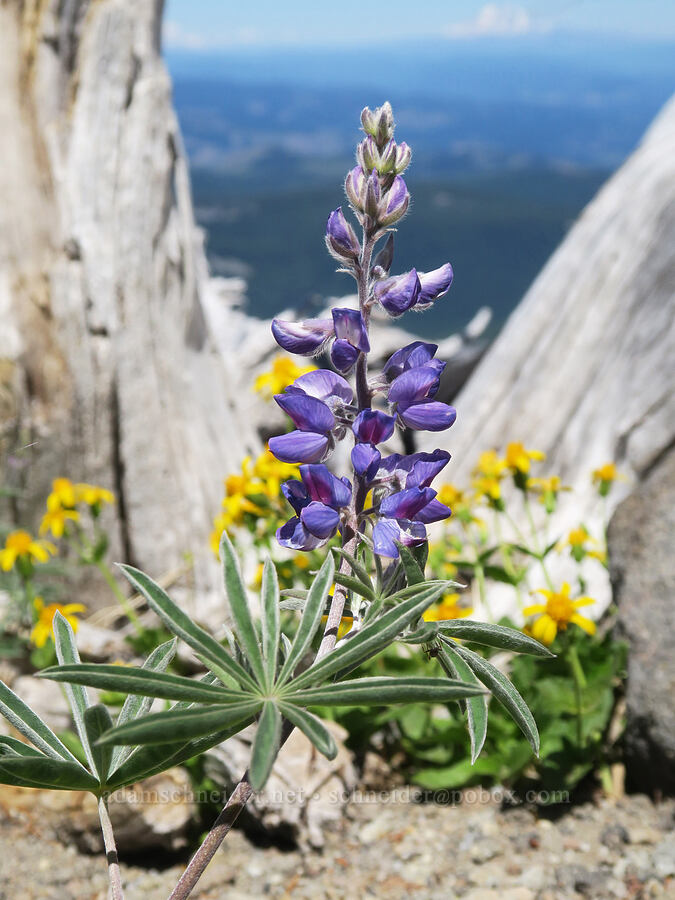 lupine & arnica (Lupinus latifolius, Arnica latifolia) [above Wy'East Basin, Mt. Hood Wilderness, Hood River County, Oregon]