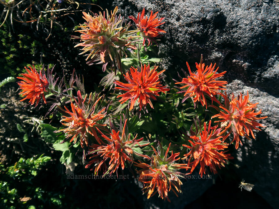 cliff paintbrush (Castilleja rupicola) [Barrett Spur, Mt. Hood Wilderness, Hood River County, Oregon]