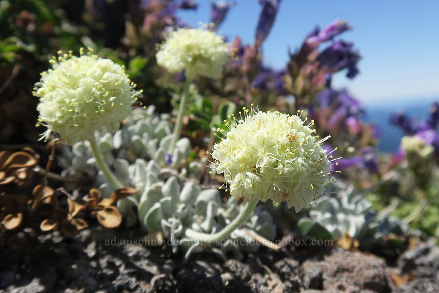 cushion buckwheat (Eriogonum ovalifolium) [Barrett Spur, Mt. Hood Wilderness, Hood River County, Oregon]