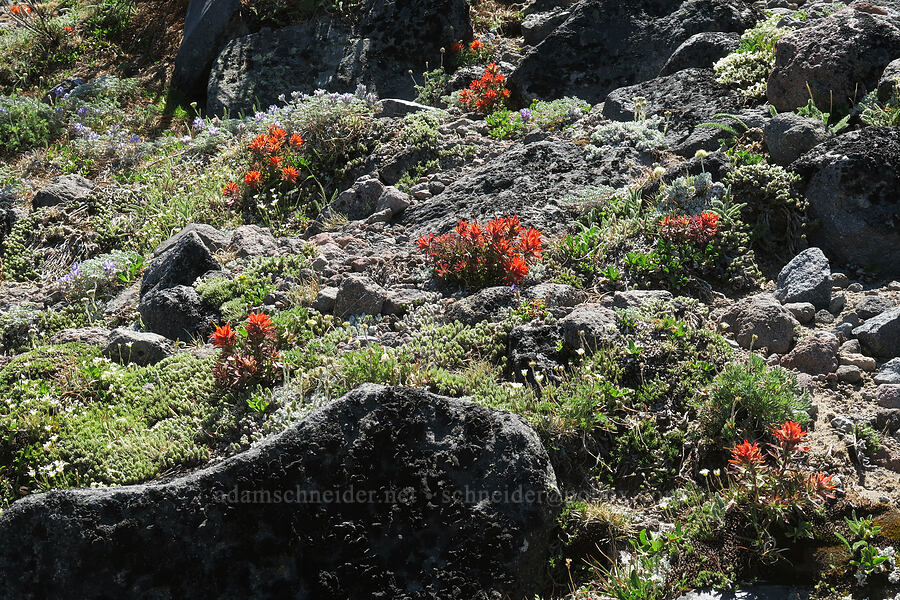 cliff paintbrush (Castilleja rupicola) [Barrett Spur, Mt. Hood Wilderness, Hood River County, Oregon]