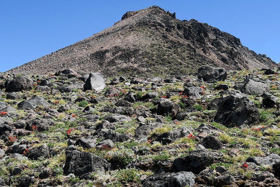alpine wildflowers & Barrett Spur [Barrett Spur, Mt. Hood Wilderness, Hood River County, Oregon]