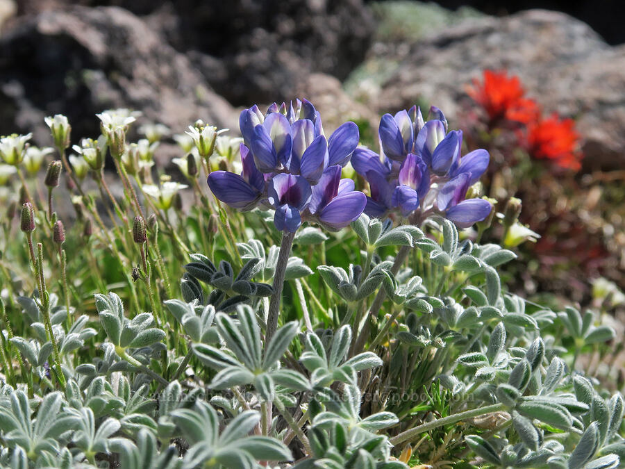 lupine, sandwort, & paintbrush (Lupinus lepidus var. lobbii, Cherleria obtusiloba (Minuartia obtusiloba), Castilleja rupicola) [Barrett Spur, Mt. Hood Wilderness, Hood River County, Oregon]