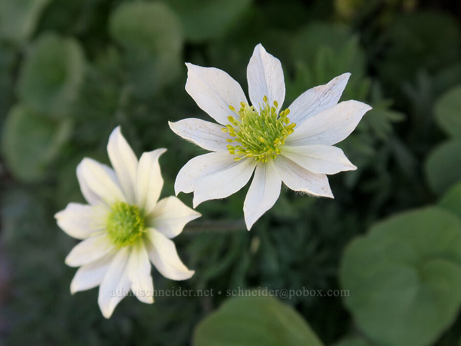 Drummond's anemones (Anemone drummondii) [Barrett Spur, Mt. Hood Wilderness, Hood River County, Oregon]