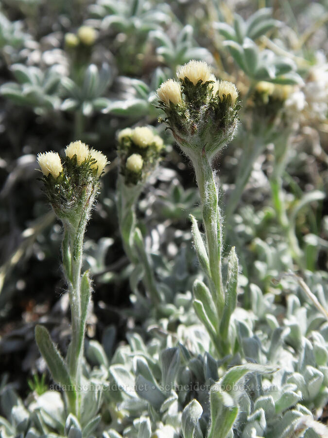 alpine pussy-toes (Antennaria media) [Barrett Spur, Mt. Hood Wilderness, Hood River County, Oregon]