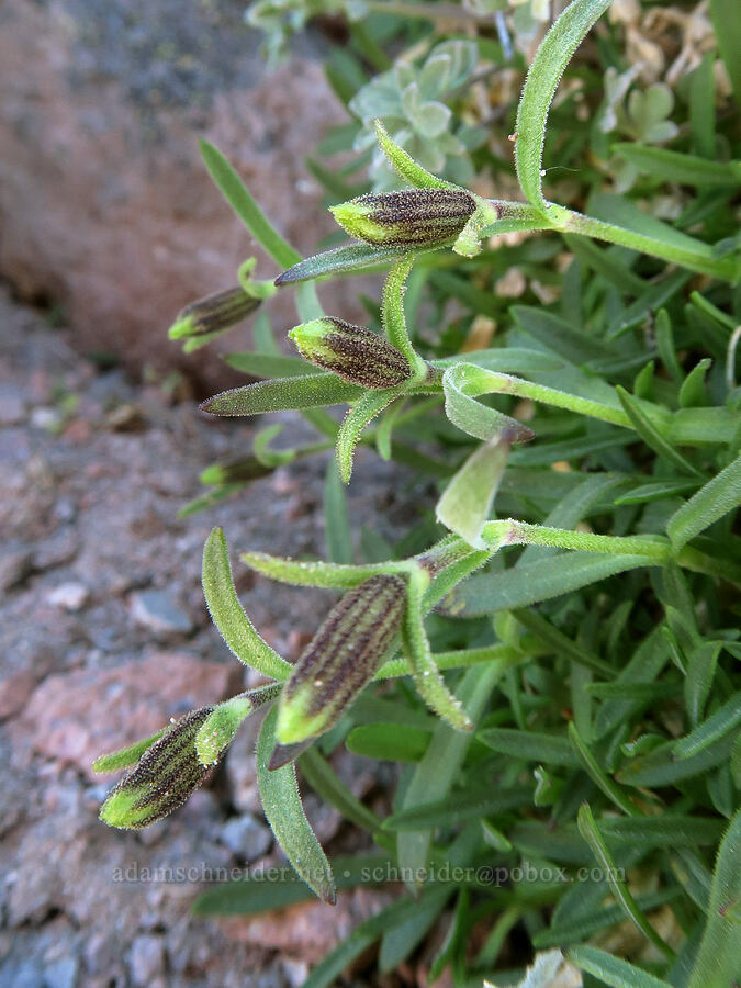 Cascade catchfly, budding (Silene suksdorfii) [Barrett Spur, Mt. Hood Wilderness, Hood River County, Oregon]