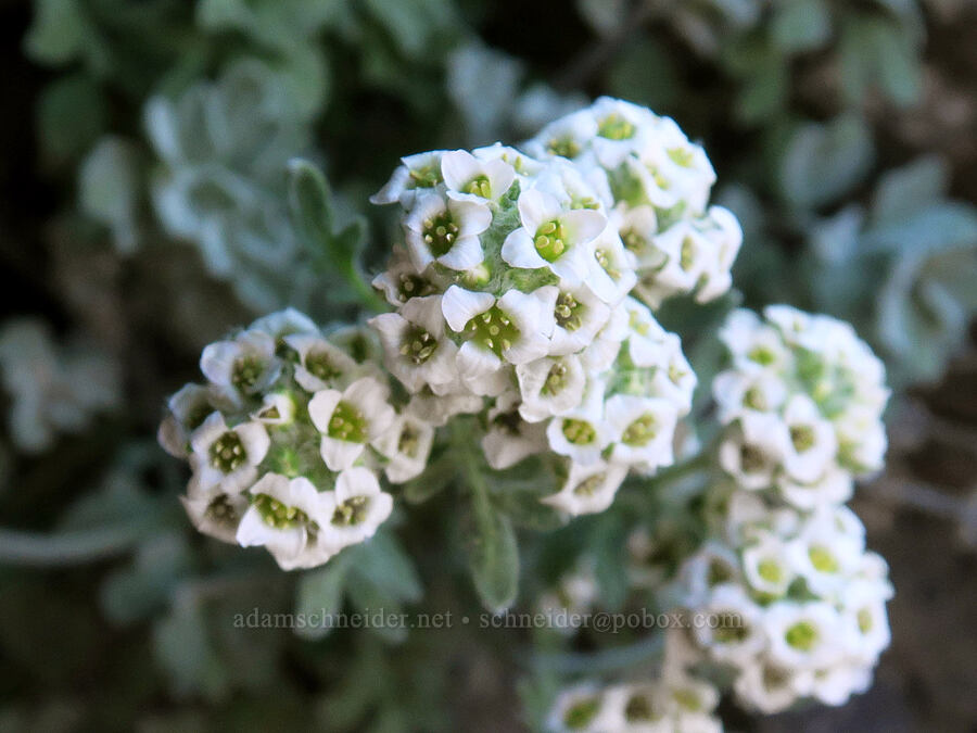 smelowskia (Smelowskia ovalis) [Barrett Spur, Mt. Hood Wilderness, Hood River County, Oregon]