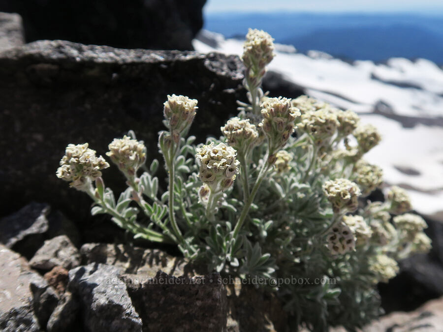 smelowskia (Smelowskia ovalis) [Barrett Spur, Mt. Hood Wilderness, Hood River County, Oregon]