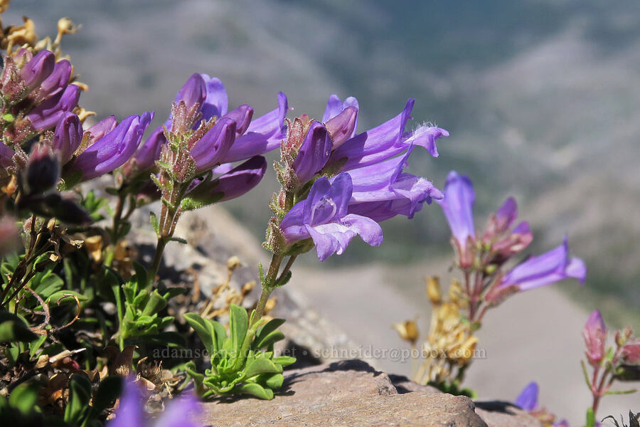 Davidson's penstemon (Penstemon davidsonii) [Barrett Spur, Mt. Hood Wilderness, Hood River County, Oregon]
