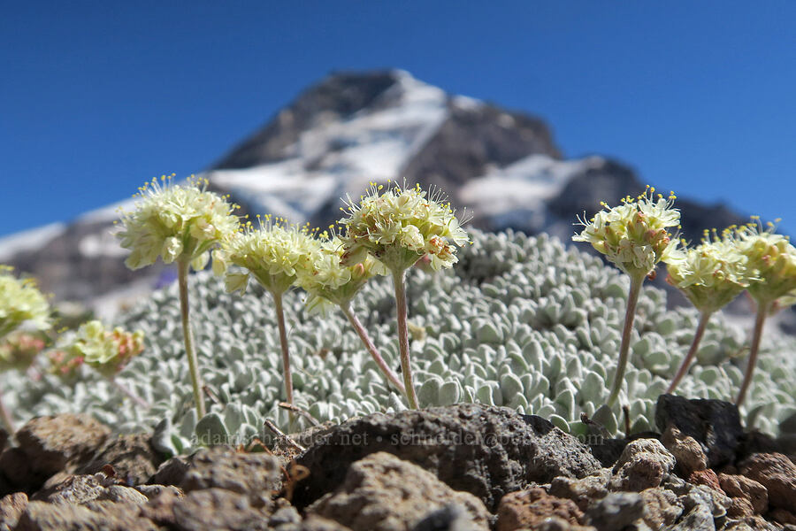 cushion buckwheat (Eriogonum ovalifolium) [Barrett Spur, Mt. Hood Wilderness, Hood River County, Oregon]