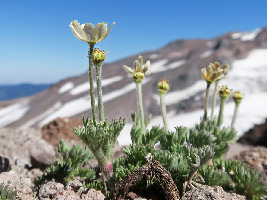 Drummond's anemones (Anemone drummondii) [Barrett Spur, Mt. Hood Wilderness, Hood River County, Oregon]