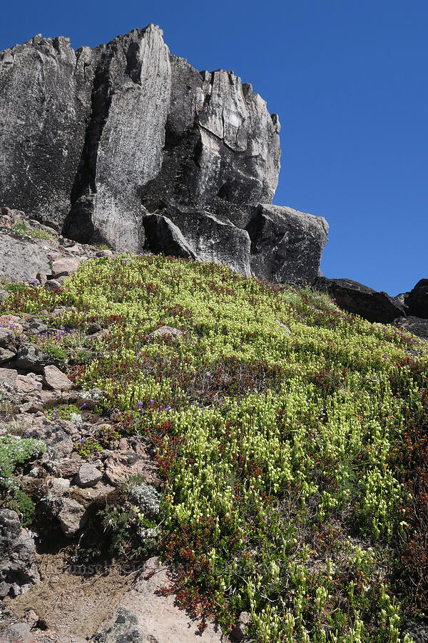 yellow mountain heather (Phyllodoce glanduliflora) [Barrett Spur, Mt. Hood Wilderness, Hood River County, Oregon]