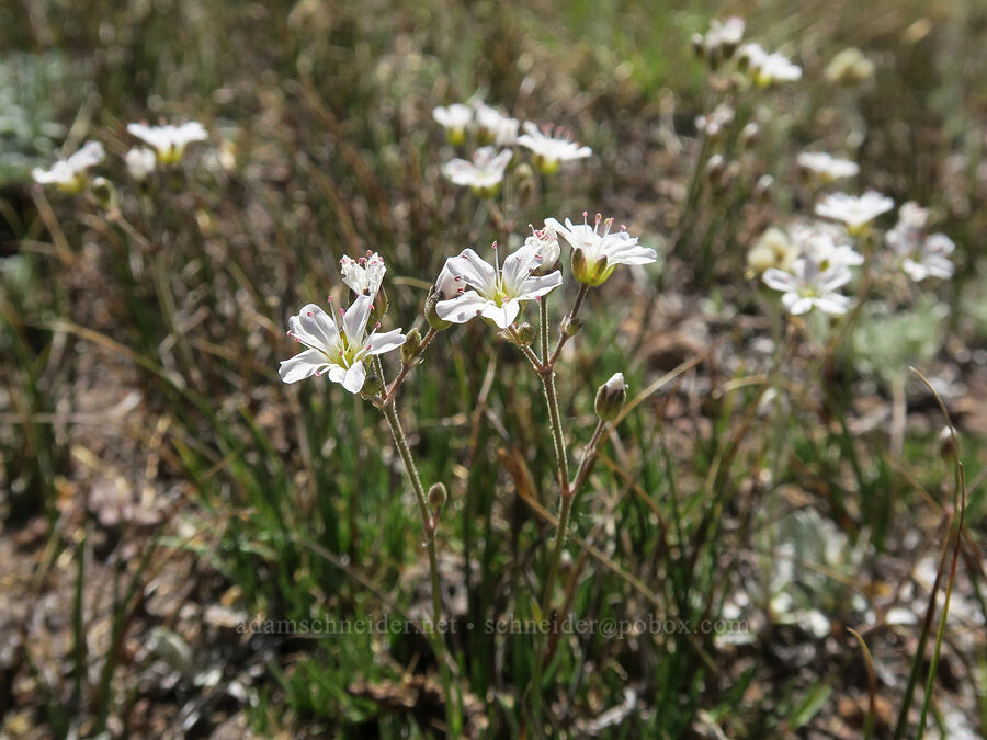 mountain sandwort (Eremogone capillaris (Arenaria capillaris)) [Barrett Spur, Mt. Hood Wilderness, Hood River County, Oregon]